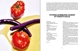 Bild von CAMPANIA: Recipes & Wanderings